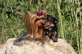 YORKSHIRE TERRIER 433